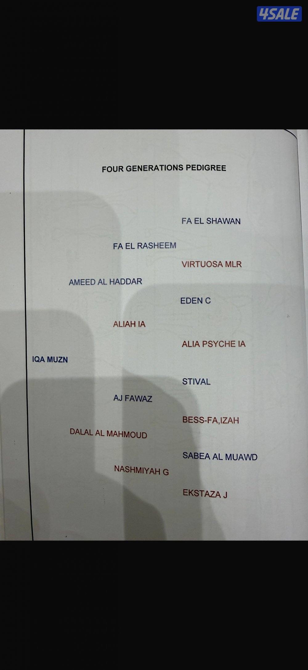 مهره شو دماء ابطال وارتفاعها ممتاز 155سم علي عمرها سنه ونص حركه ممتازه4