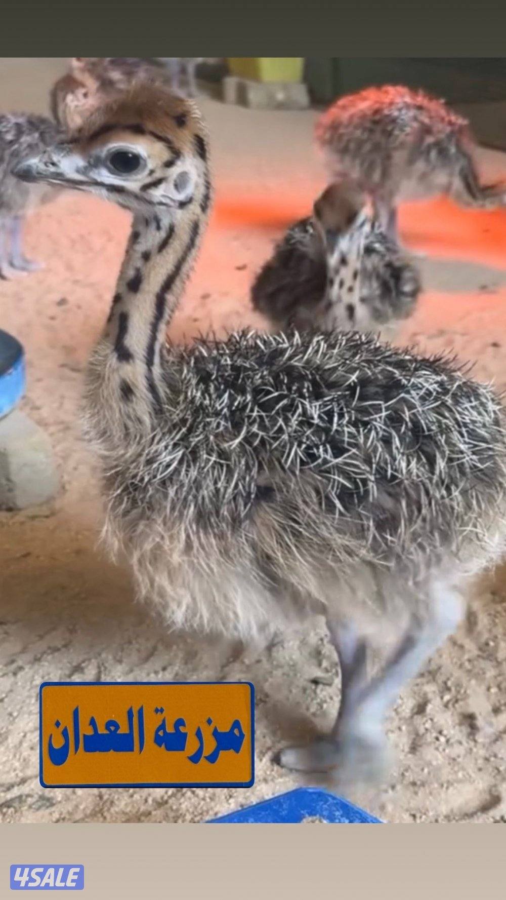 فروخ نعام أفريقي0