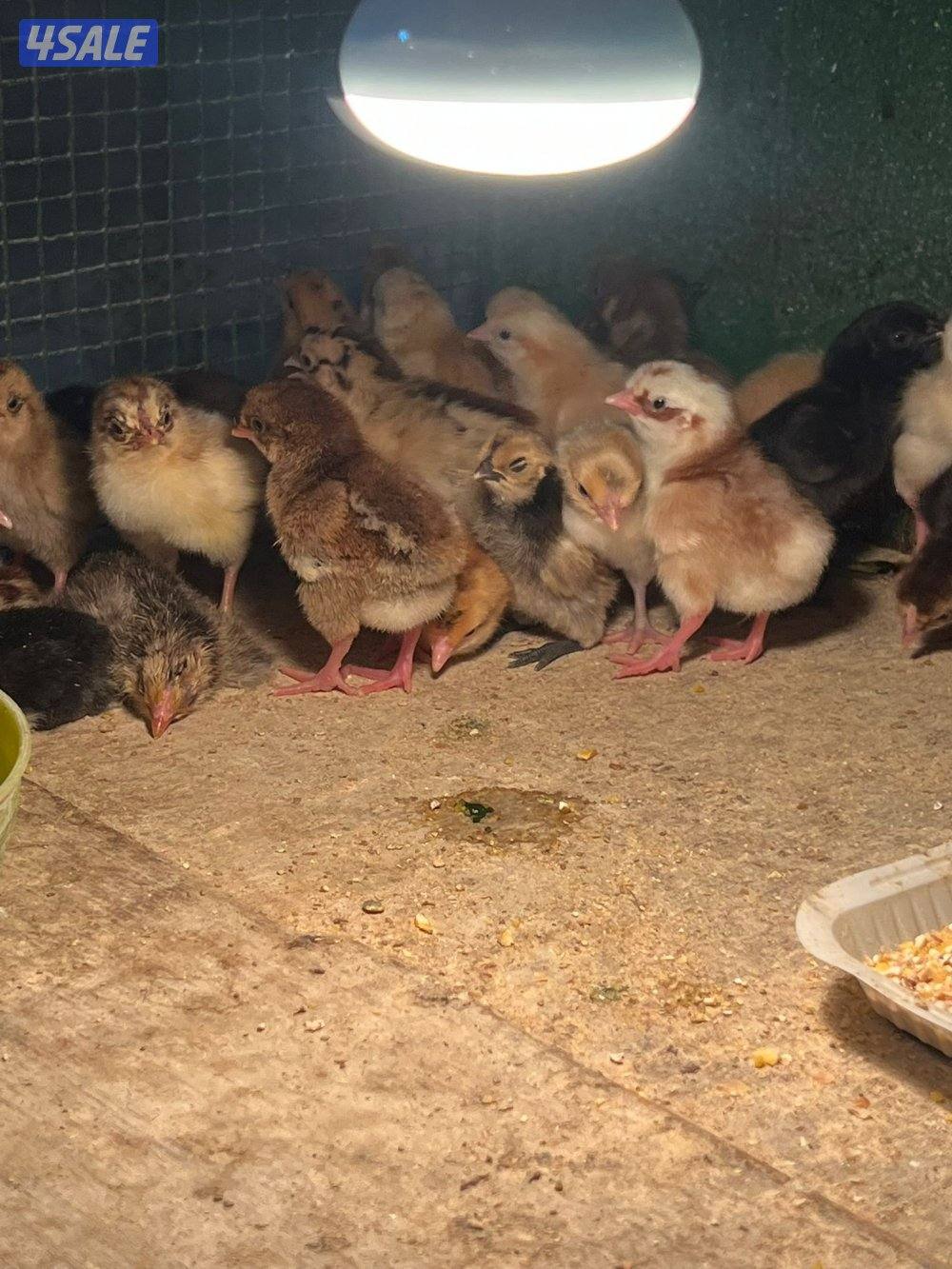 فري وصيصان0