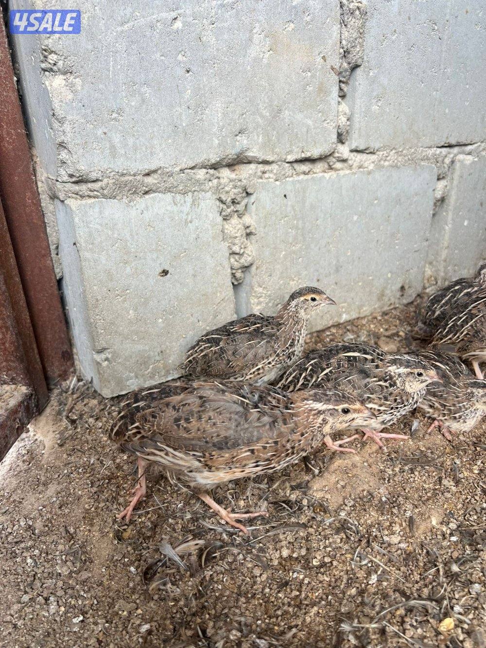 فري وصيصان1