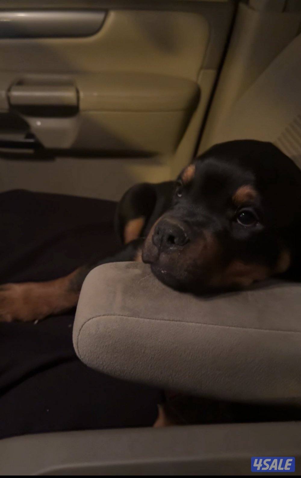 يرو روت ولر ذكر العمر ٣ شهور0