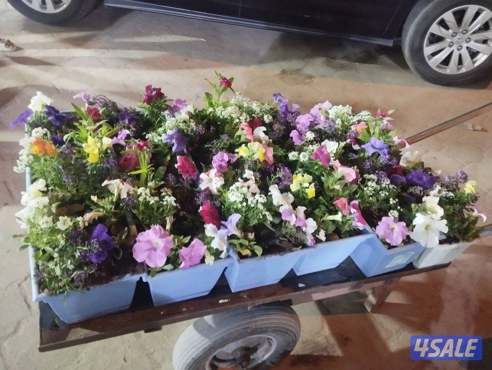 تنسيق الحدائق ابو حمزه11