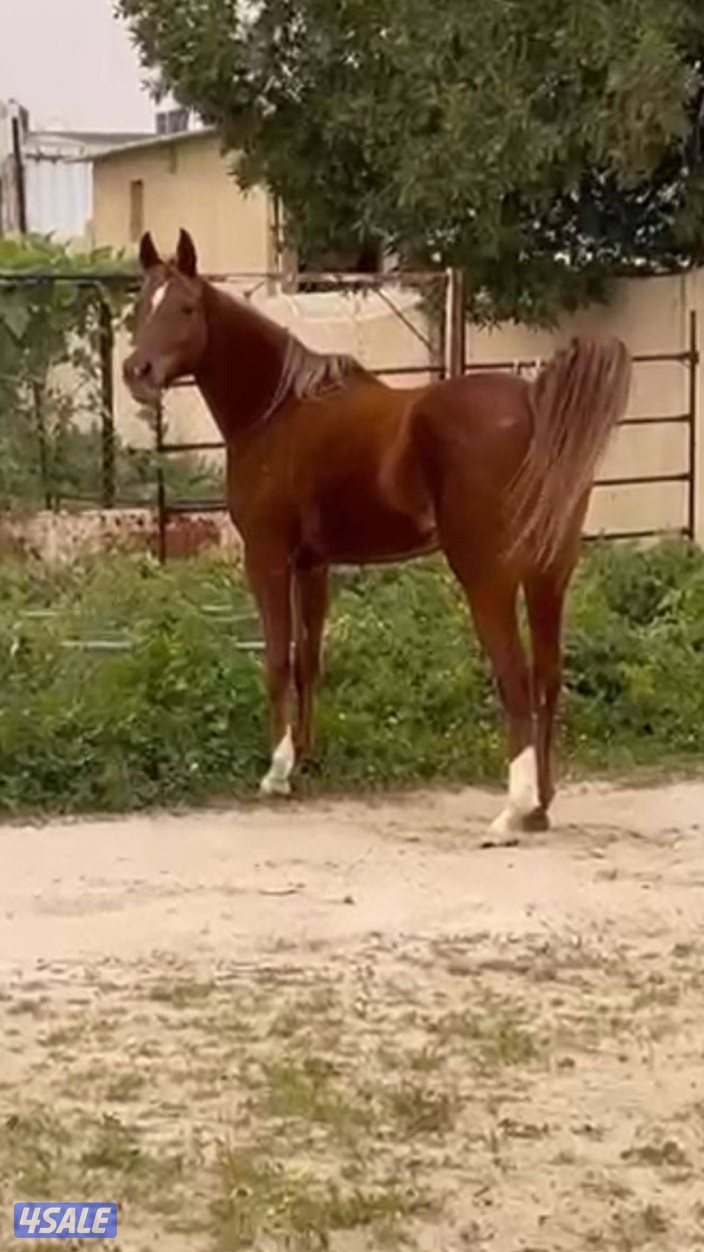 للبيع فرس مصرية مواليد 2018 معها مهر0