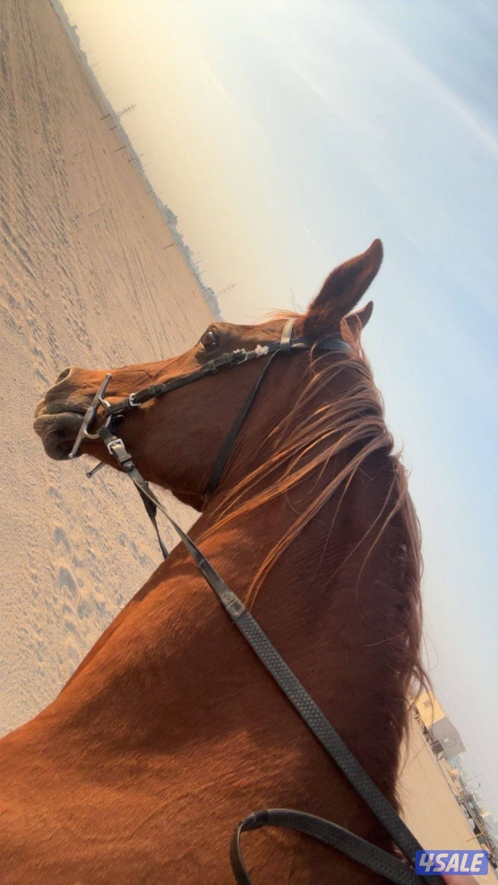 للبيع فرس مصرية مواليد 2018 معها مهر1