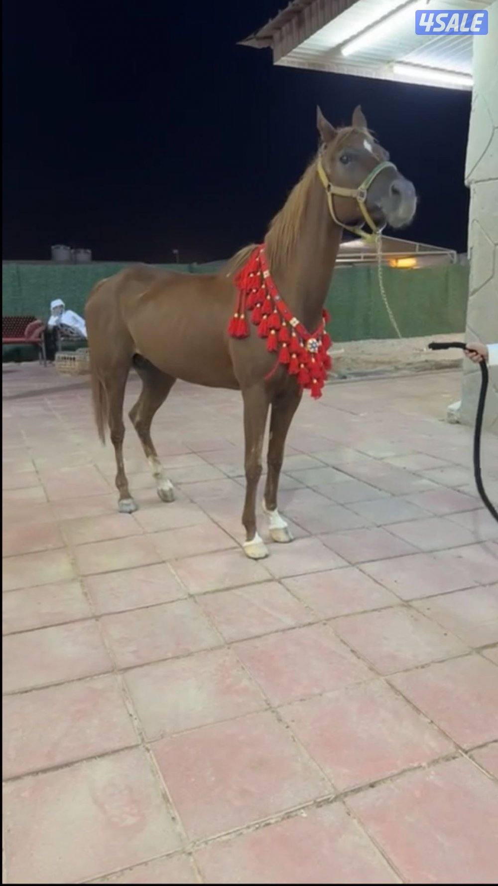 للبيع فرس مصرية مواليد 2018 معها مهر2