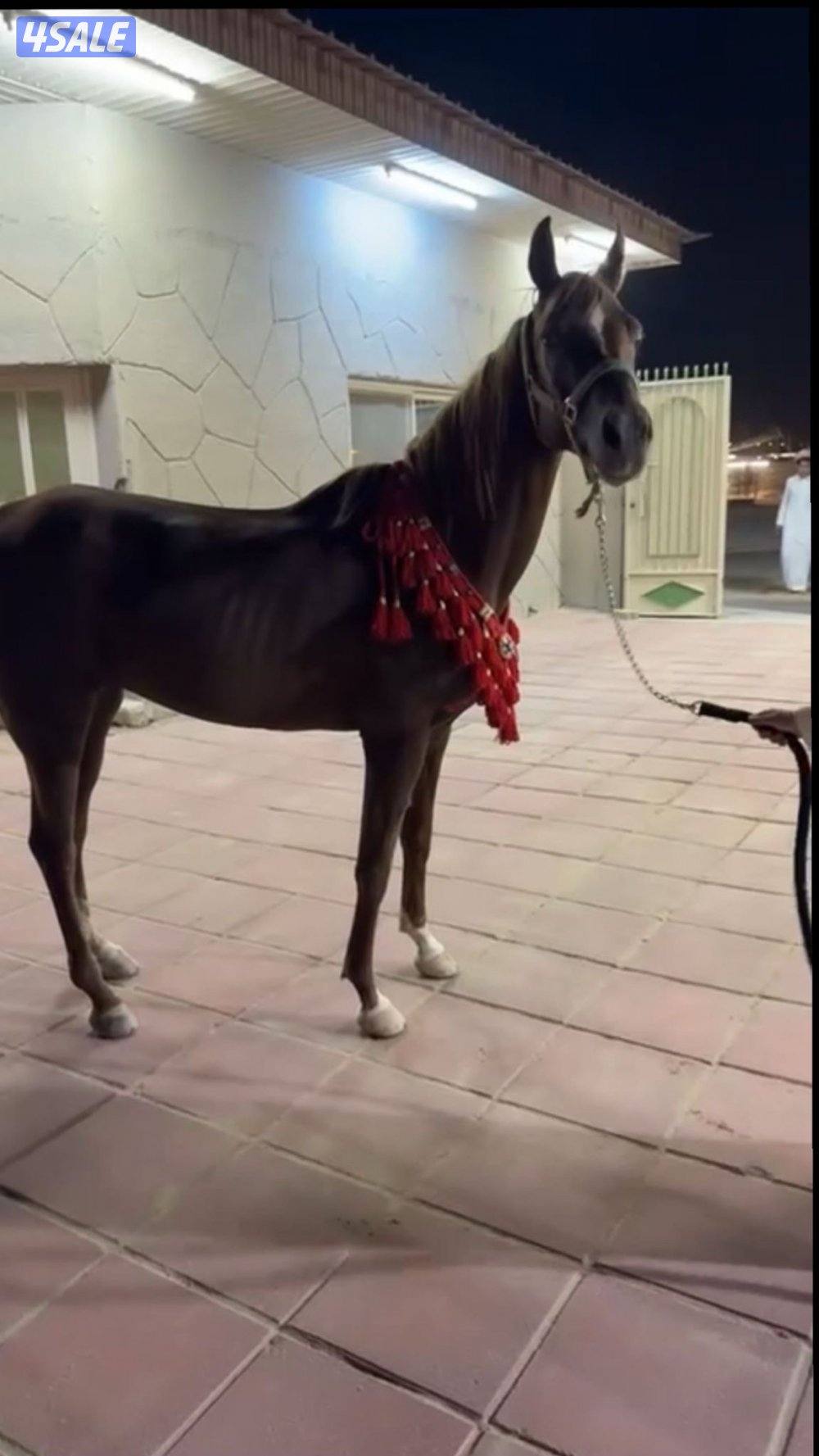 للبيع فرس مصرية مواليد 2018 معها مهر3