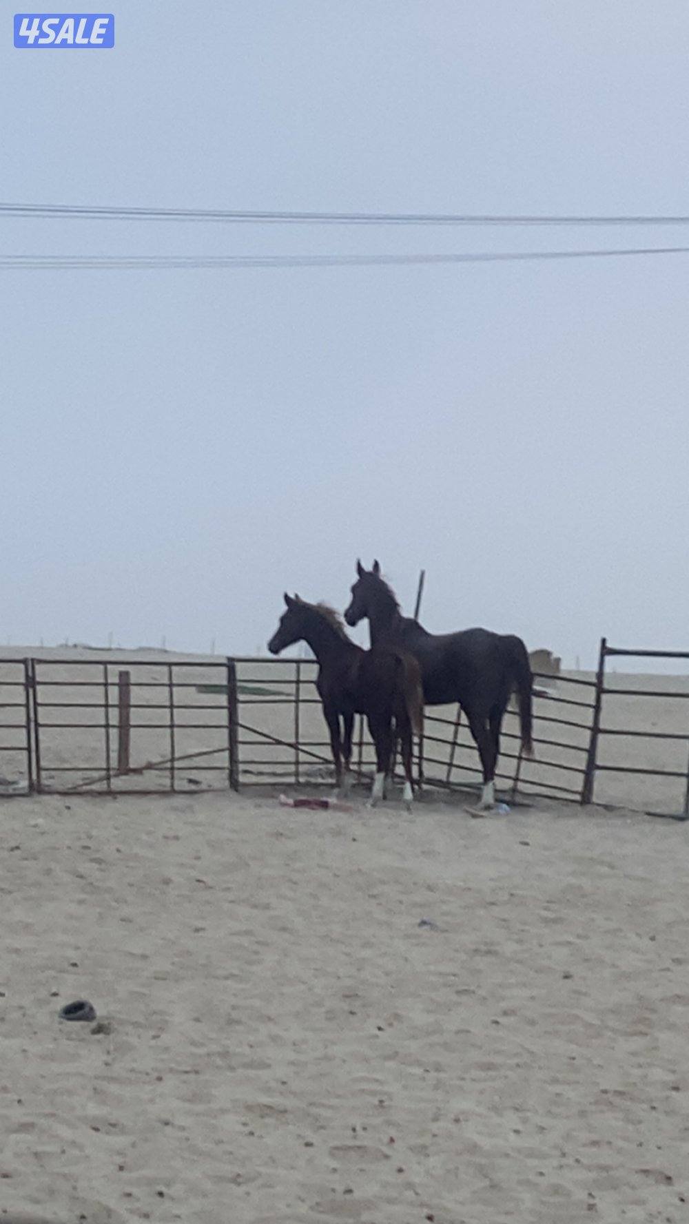 للبيع فرس مصرية مواليد 2018 معها مهر4