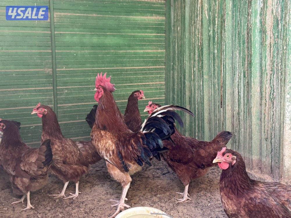 مجاميع ساسكس كولمبي وانجليزي بياض1