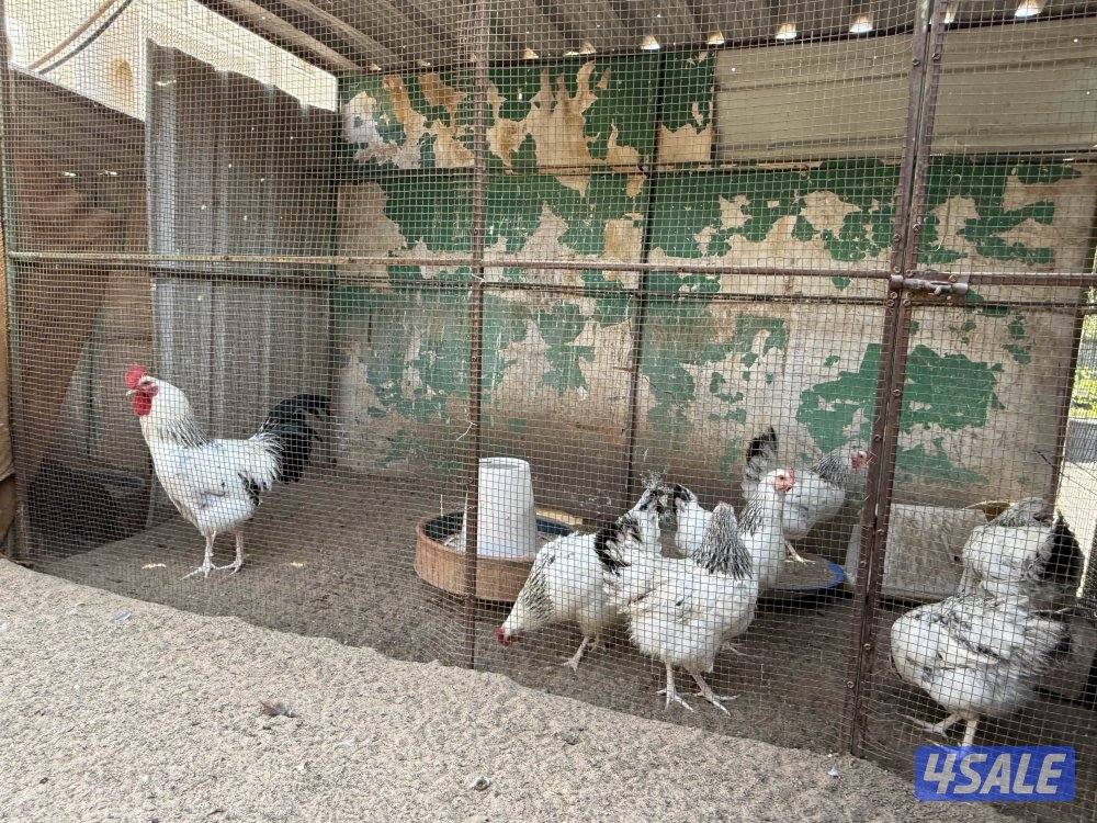 مجاميع ساسكس كولمبي وانجليزي بياض3