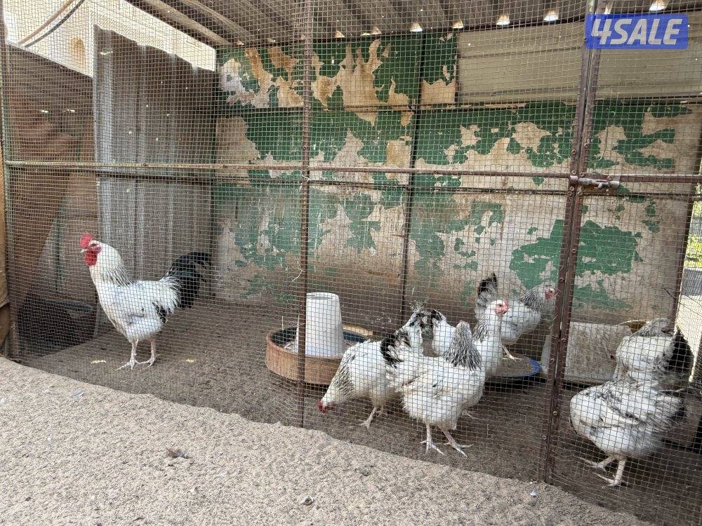 مجاميع سوسكس انجليزي وكولمبي بياضين0