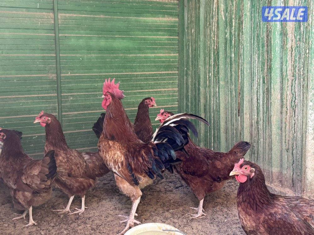 مجاميع سوسكس انجليزي وكولمبي بياضين1