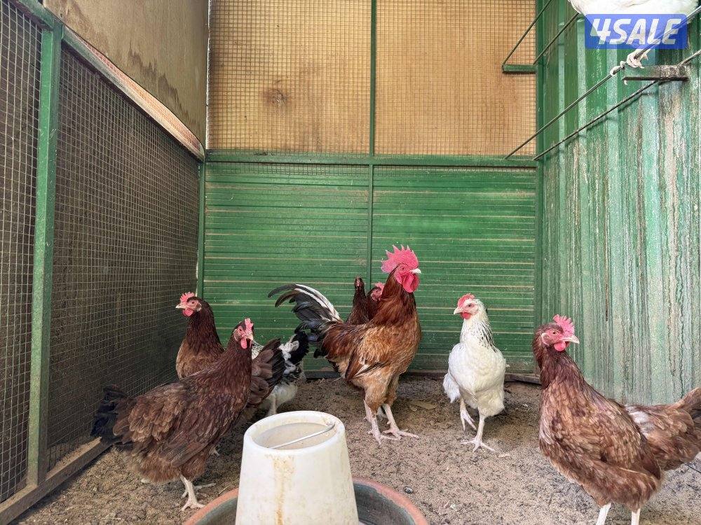 مجاميع سوسكس انجليزي وكولمبي بياضين3