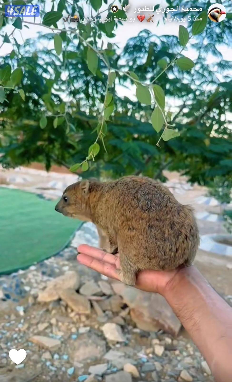 وبر بري للمحميات1