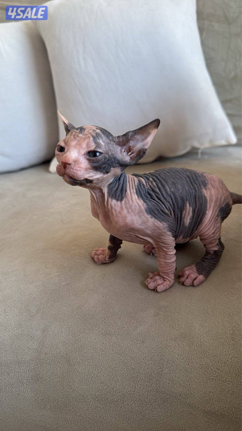 قطط سفنكس-Sphynx Cats3