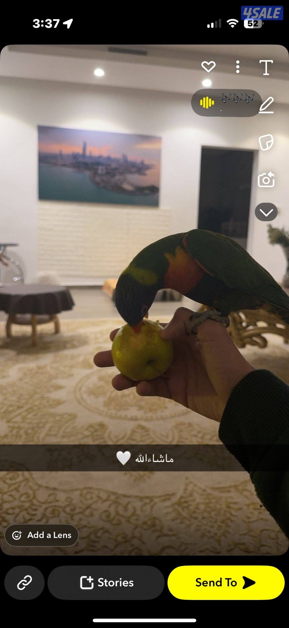 طير لوري ربوه0