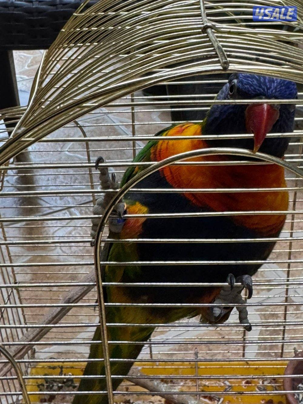 طير لوري ربوه1