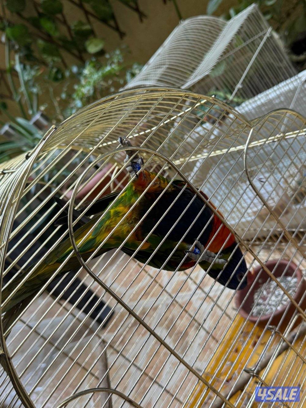 طير لوري ربوه2