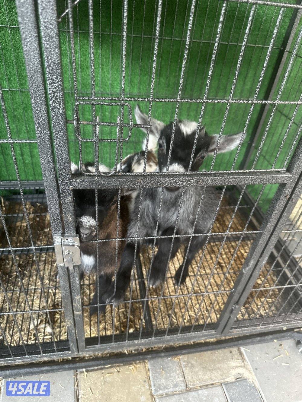 بيع ماعز القزم1