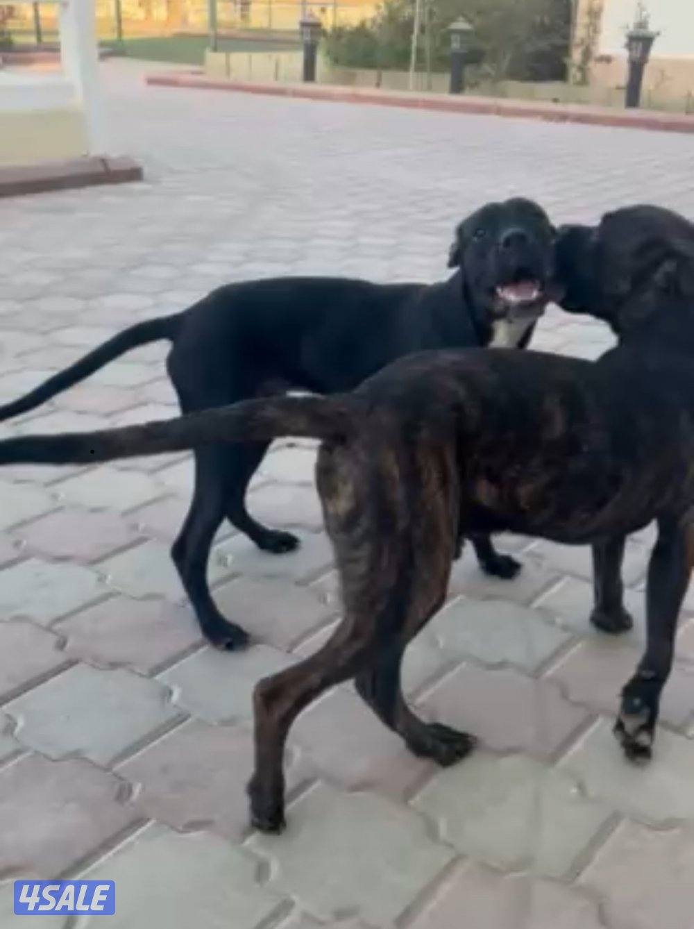 للبدل كلاب كونكورسو بالممالينوا0