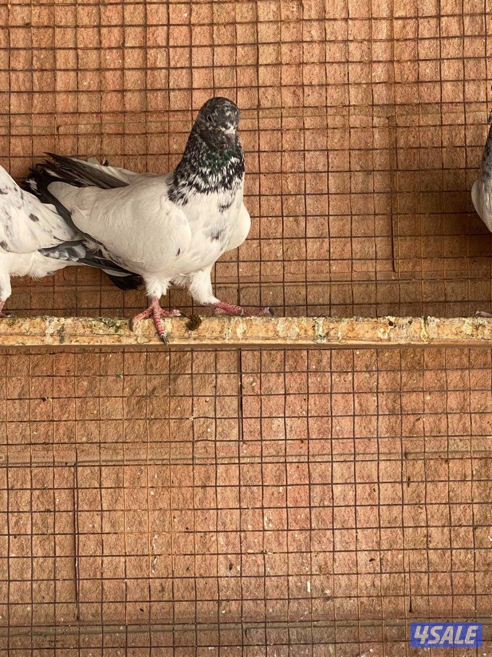 للبيع طبات حمام بكستاني دم صافي0