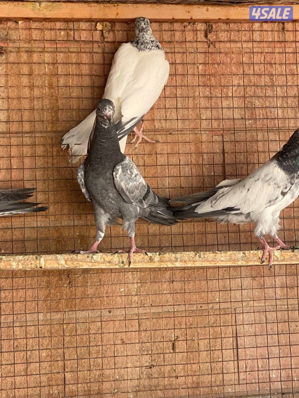 للبيع طبات حمام بكستاني دم صافي1