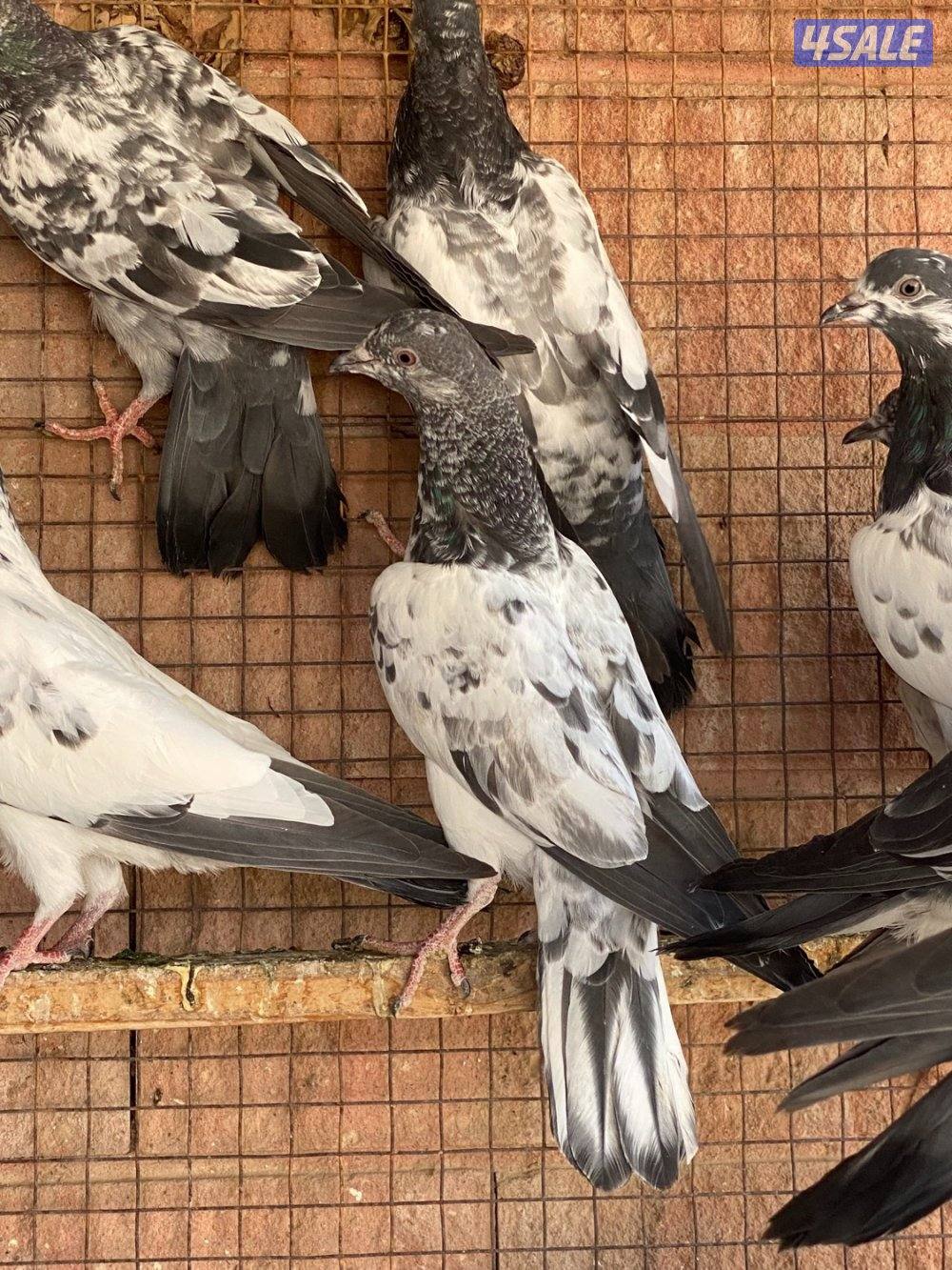 للبيع طبات حمام بكستاني دم صافي2