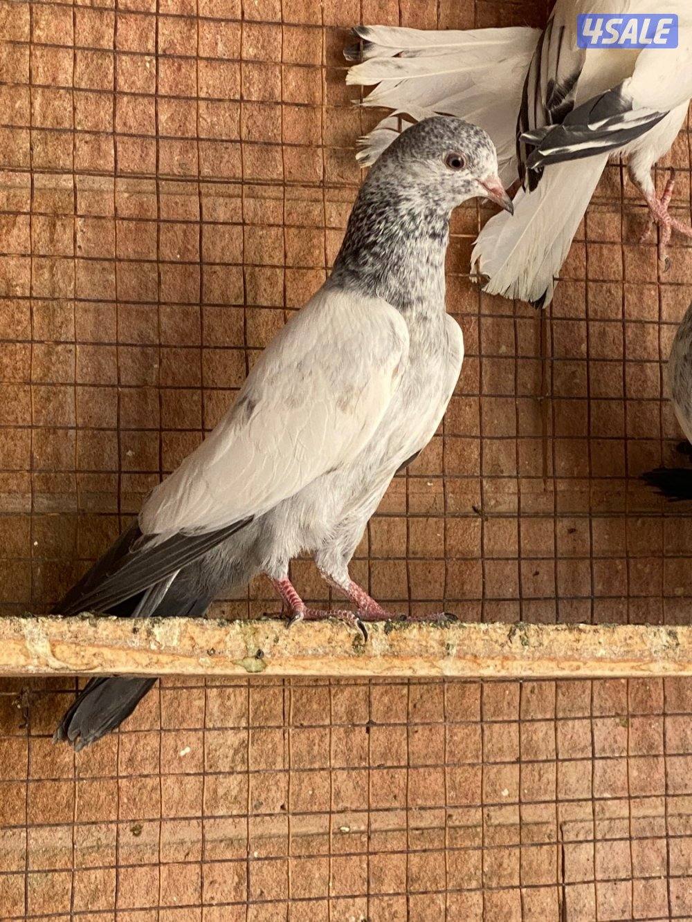 للبيع طبات حمام بكستاني دم صافي3