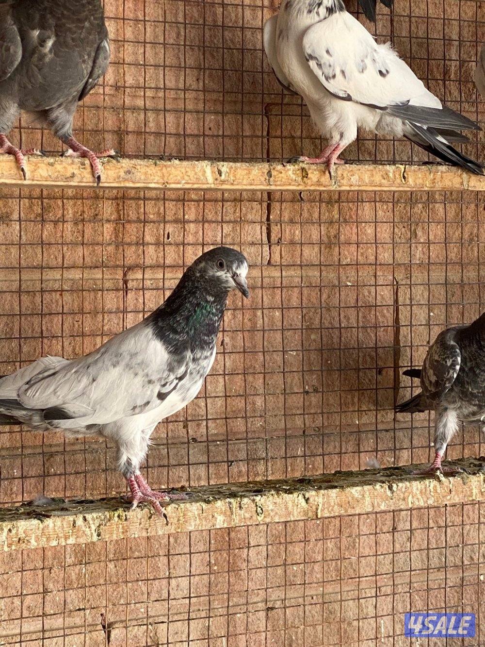 للبيع طبات حمام بكستاني دم صافي4