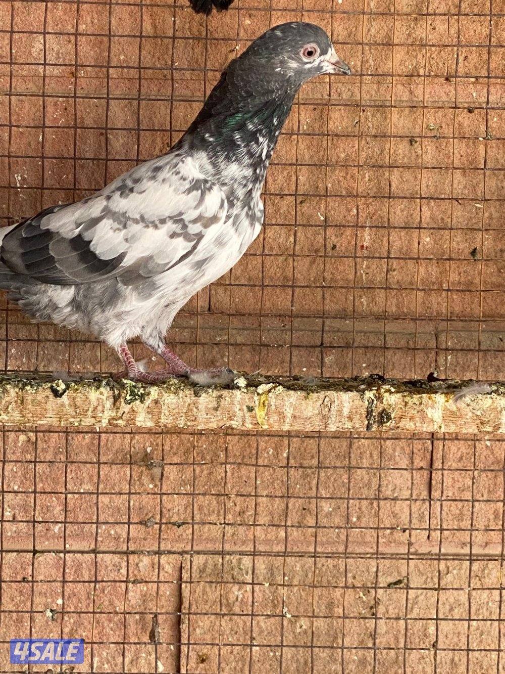 للبيع طبات حمام بكستاني دم صافي5