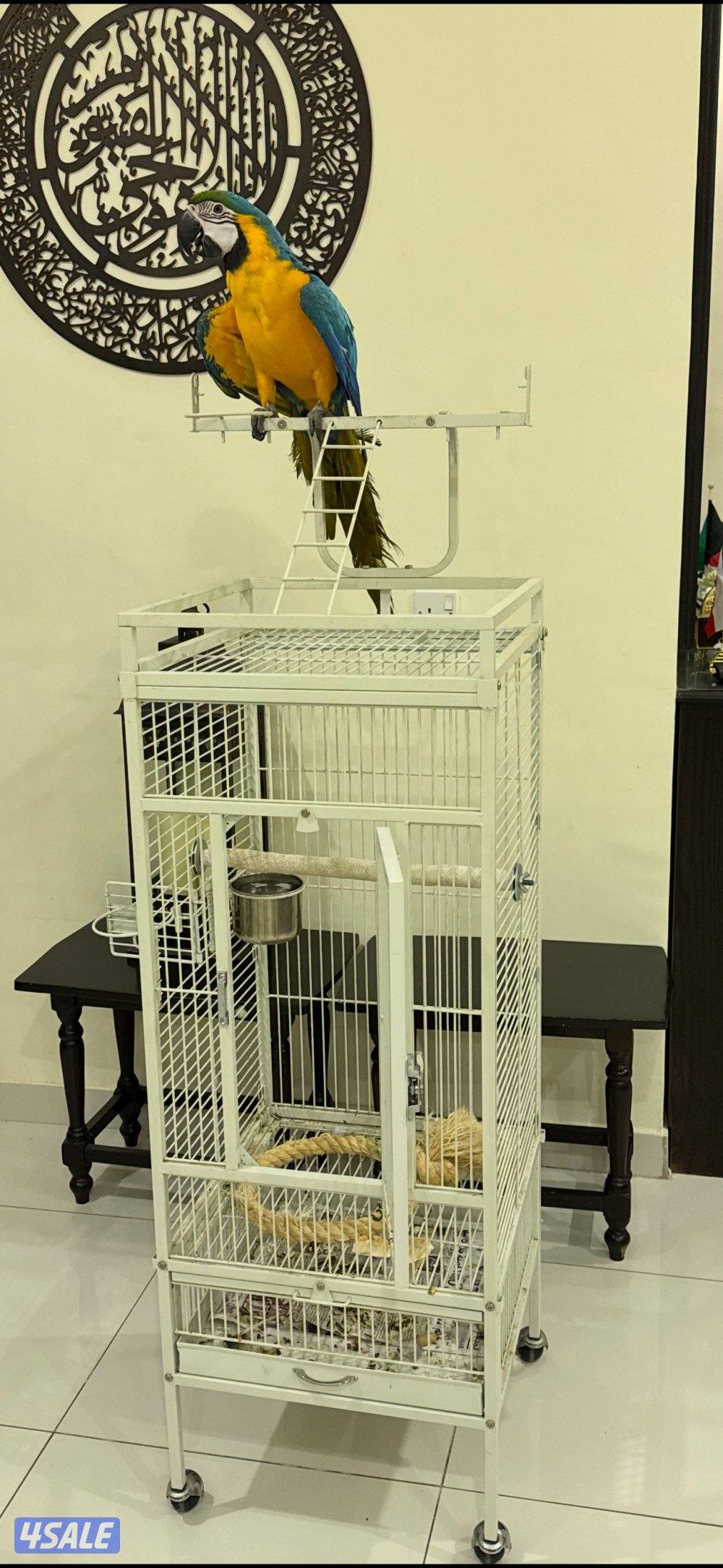 مكاوو بلوقولد0