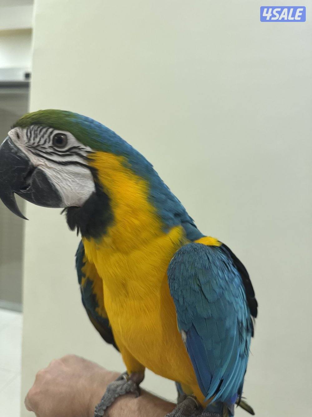 مكاوو بلوقولد1