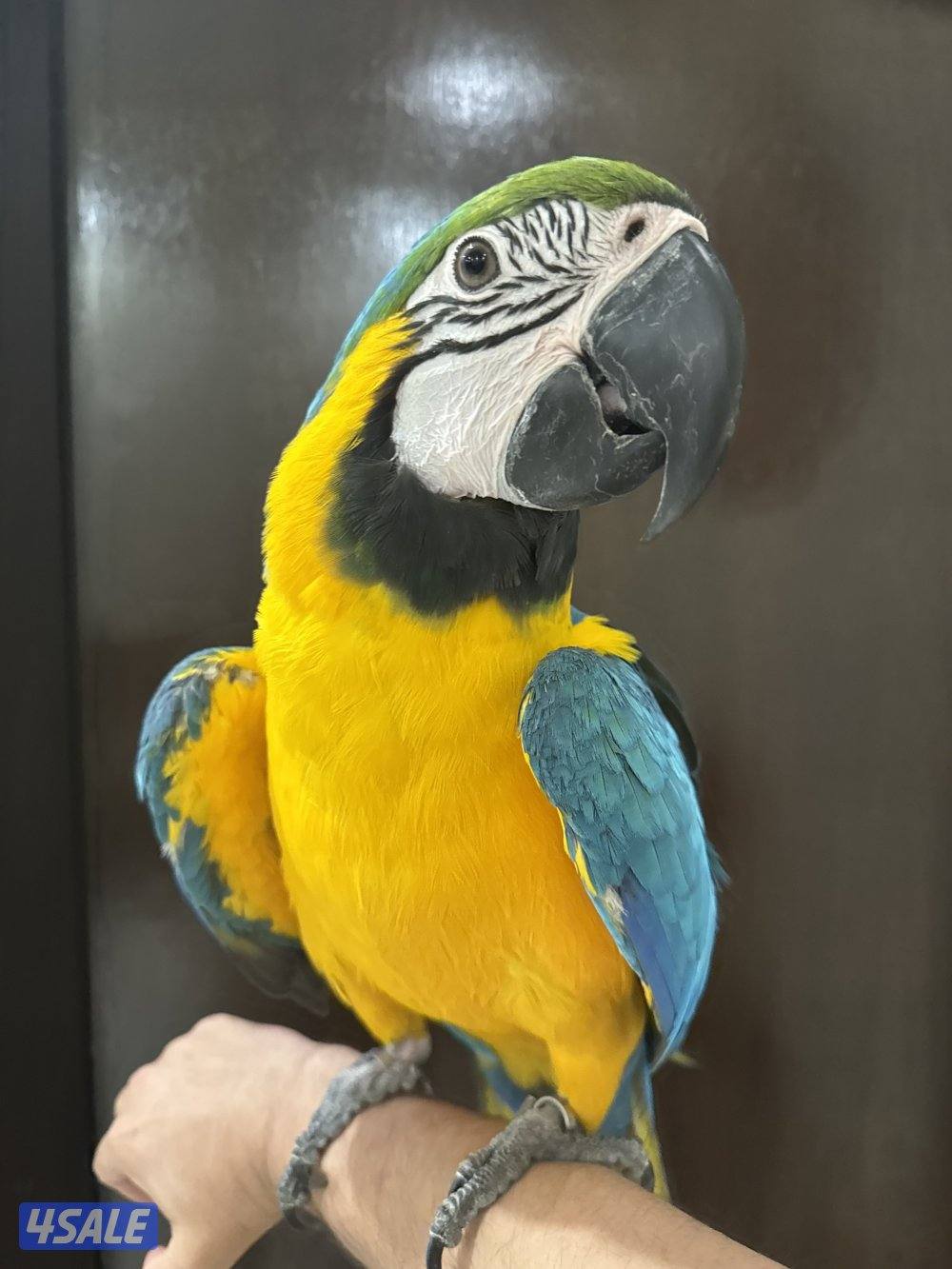 مكاوو بلوقولد2