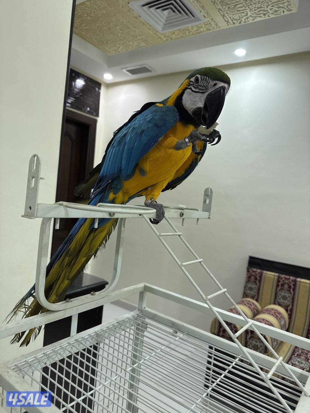 مكاوو بلوقولد3