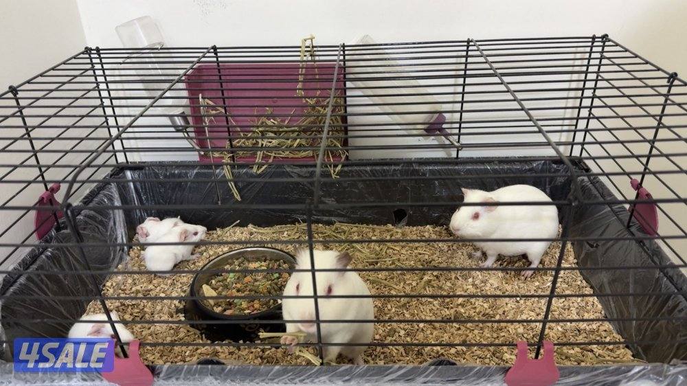 للبيع Guinea pigs0