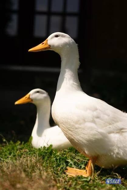 للبيع بط فرنسي بياض لون ابيض جامبو الحبه على ٣ دنانير0