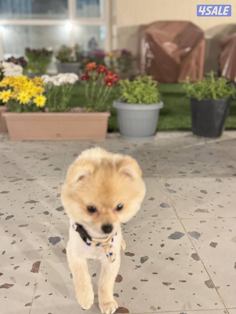 pomeranian for sale0