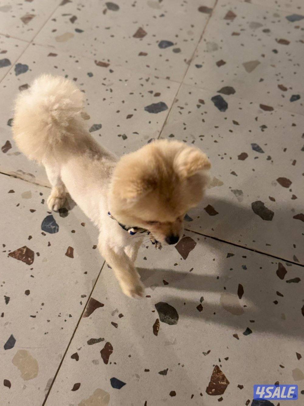 pomeranian for sale1
