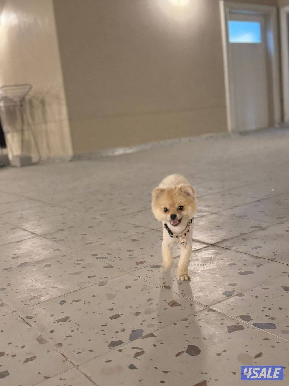 pomeranian for sale2