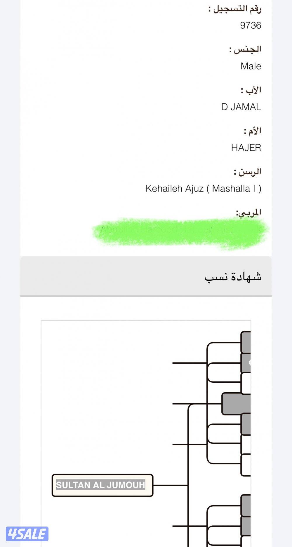 للبيع حصان1