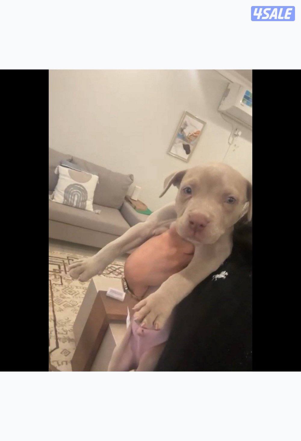 ‏للبيع بتبول إكس لارج ذكر0