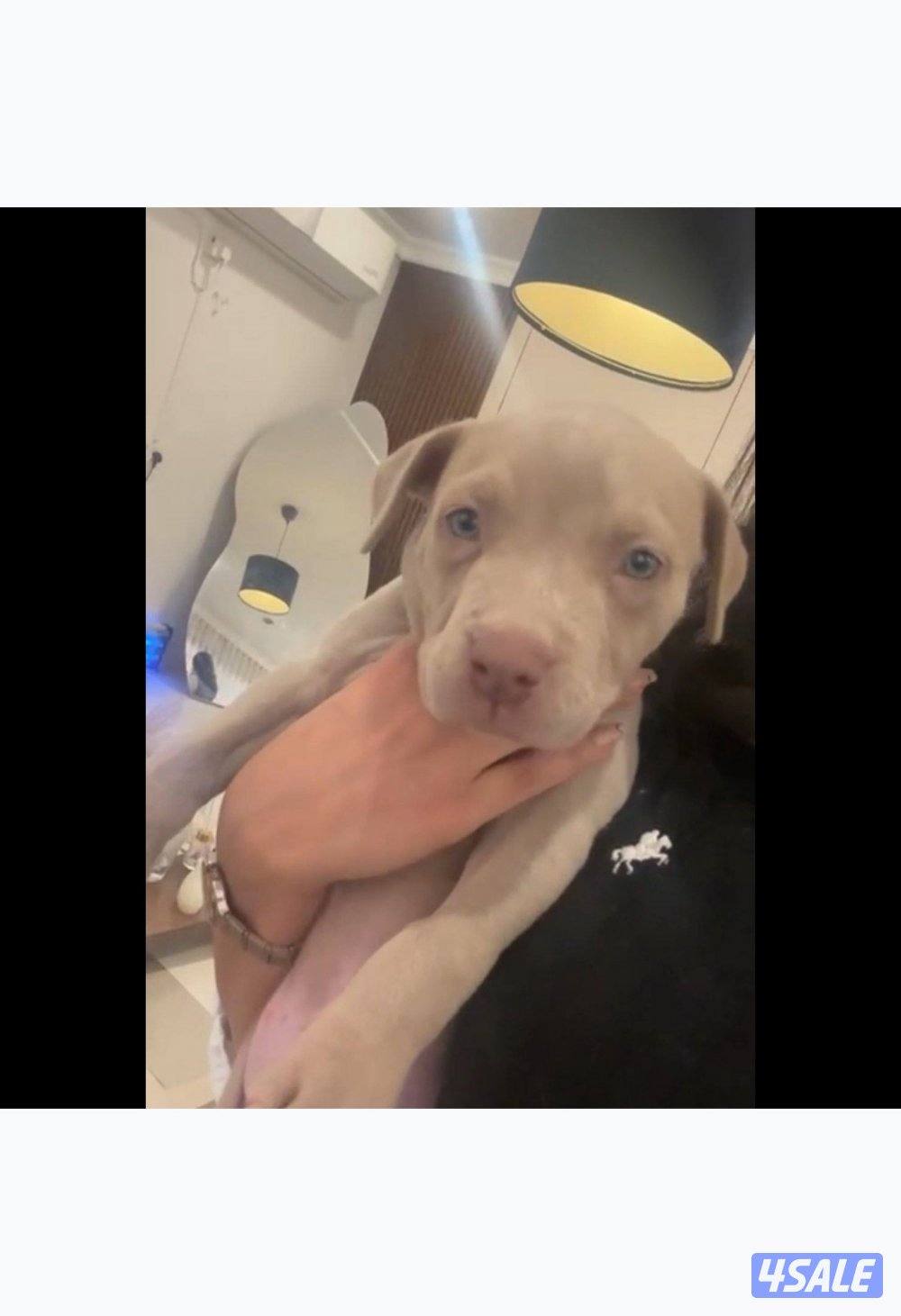 ‏للبيع بتبول إكس لارج ذكر1