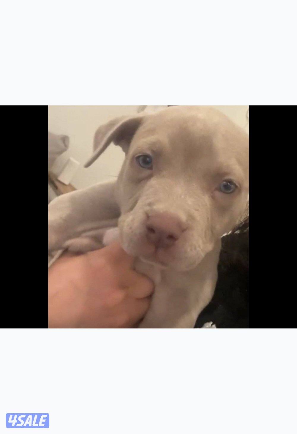 ‏للبيع بتبول إكس لارج ذكر2