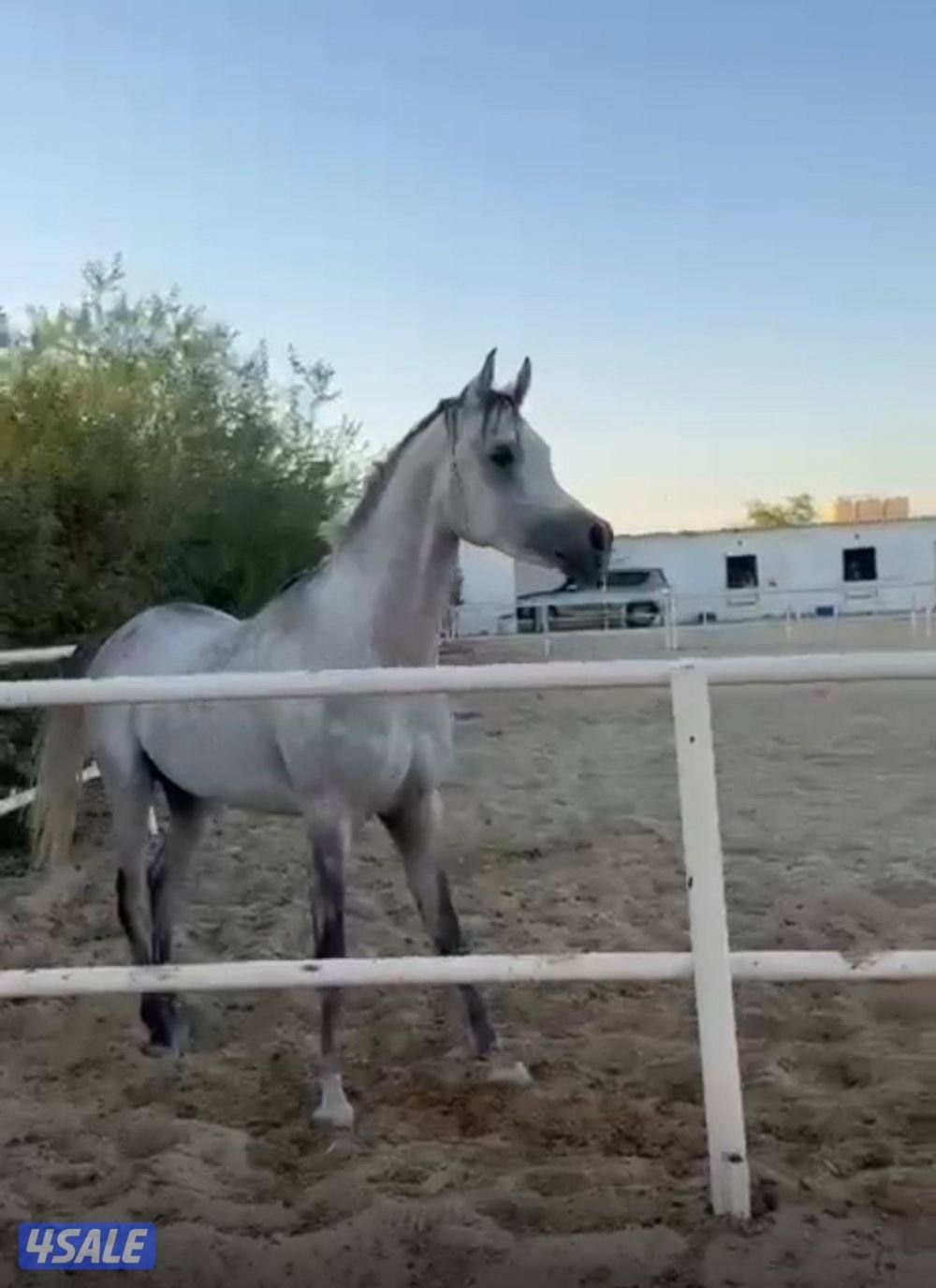 مصري العمر ٤0