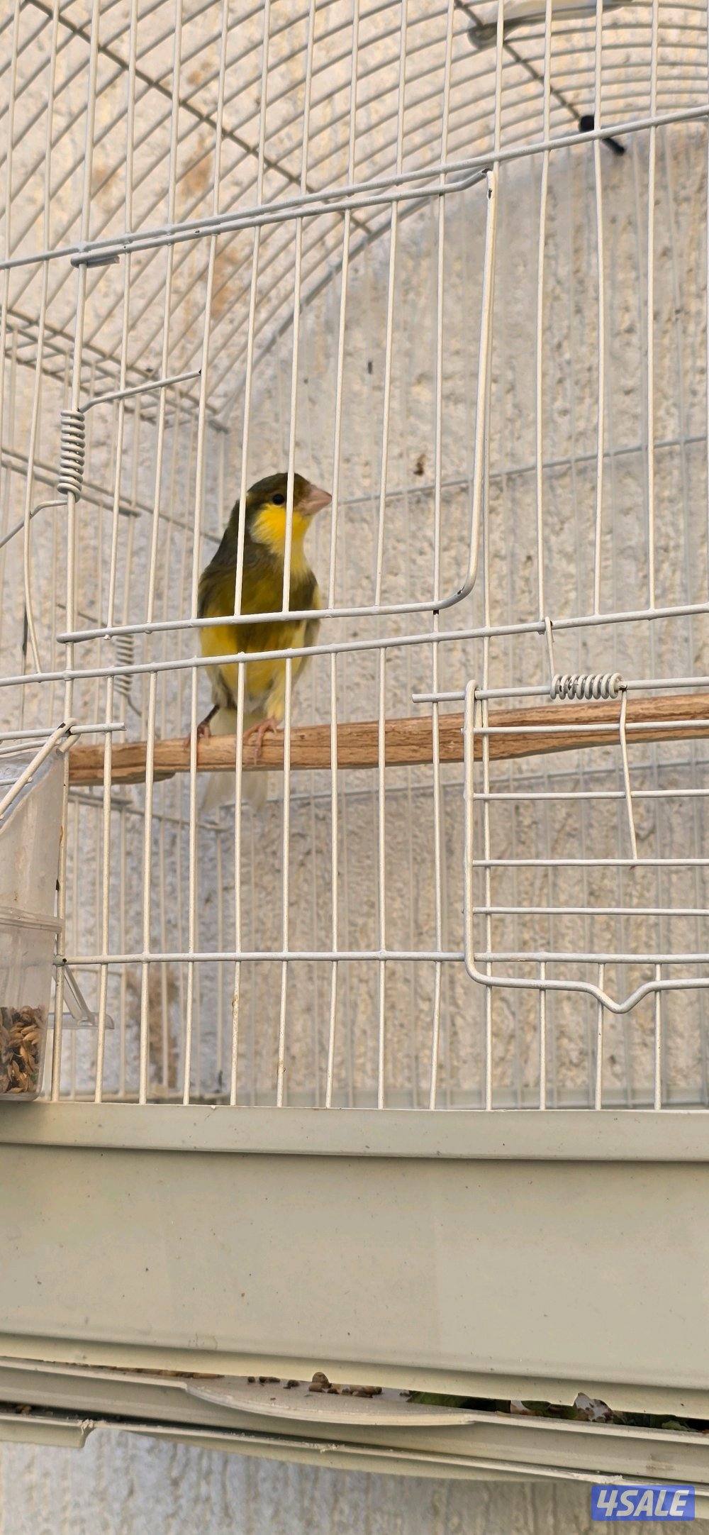 كناري ايراني0