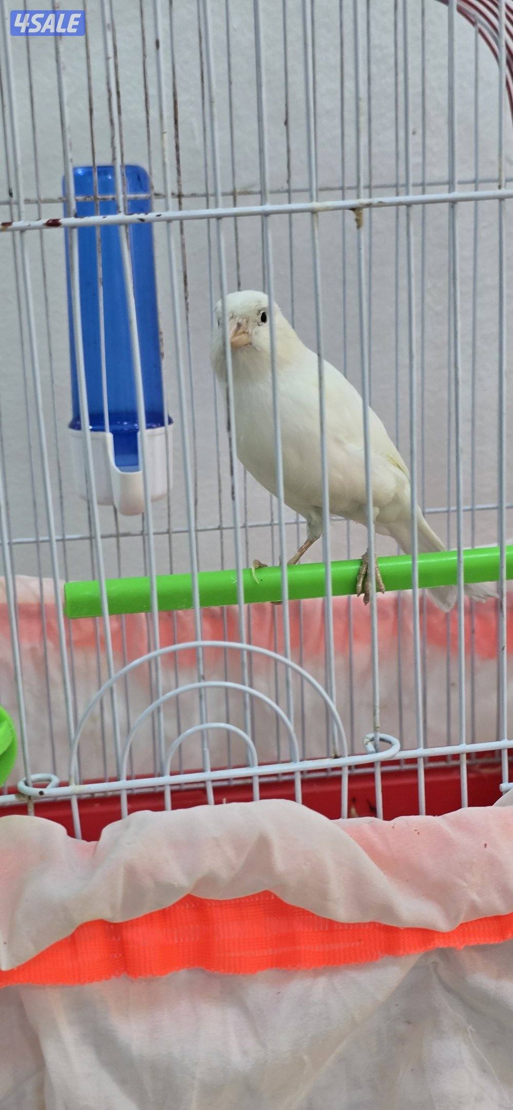 كناري ايراني1