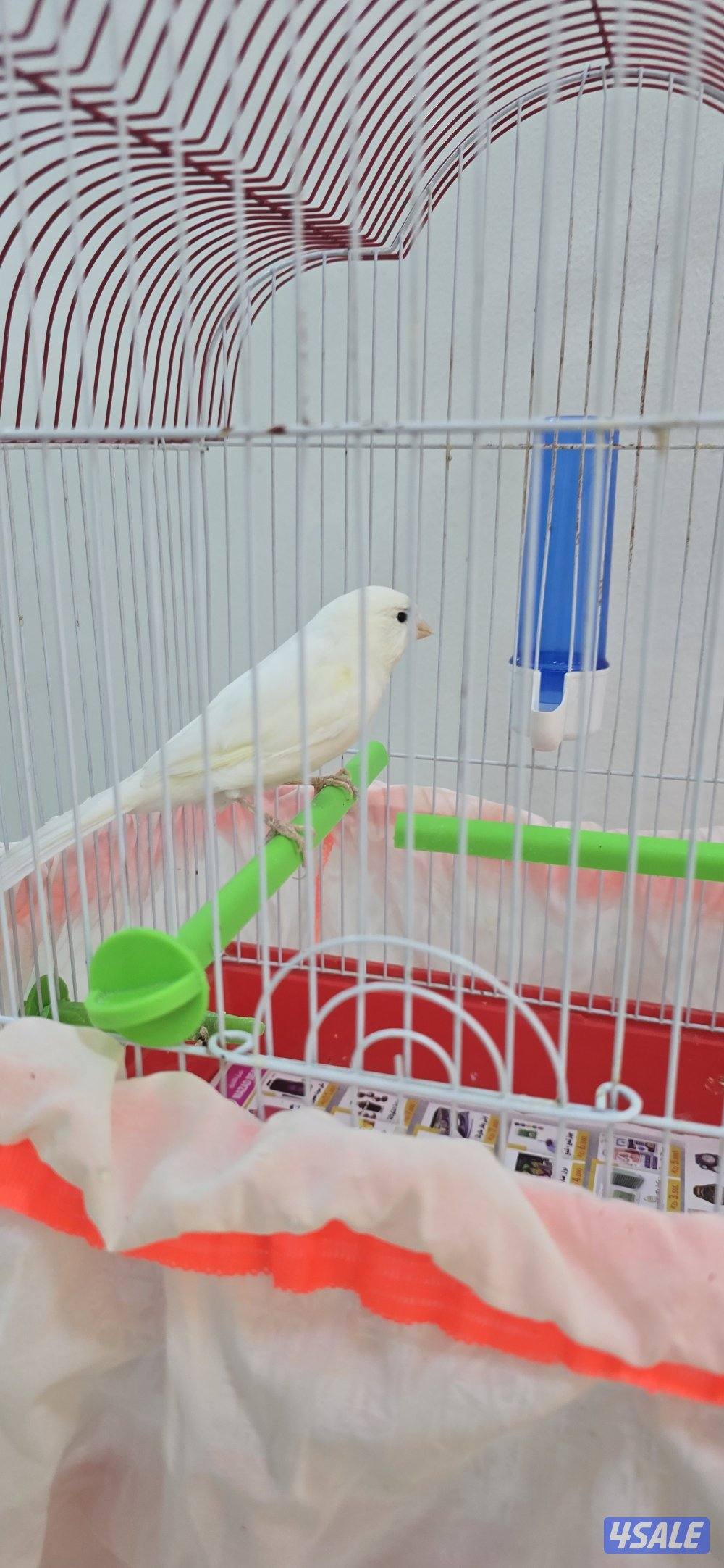 كناري ايراني2