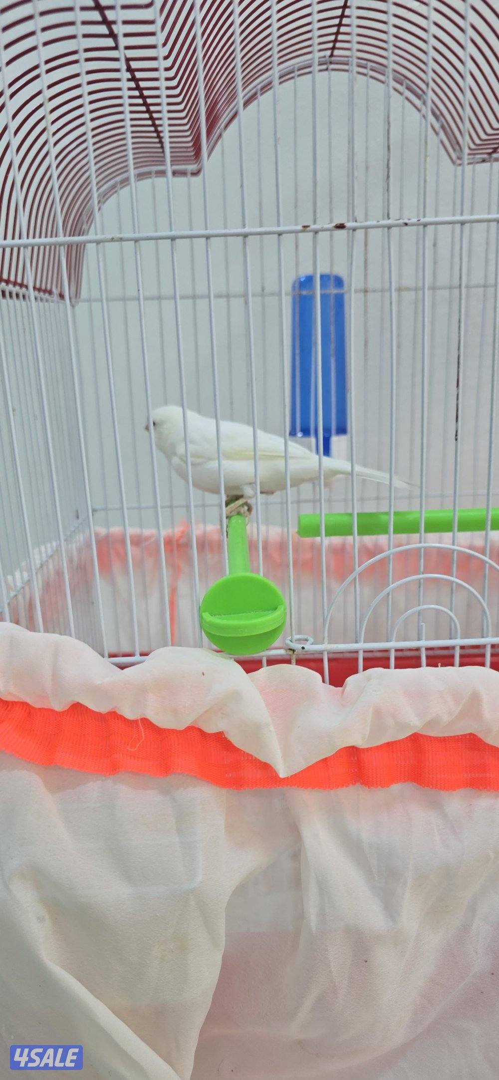 كناري ايراني3