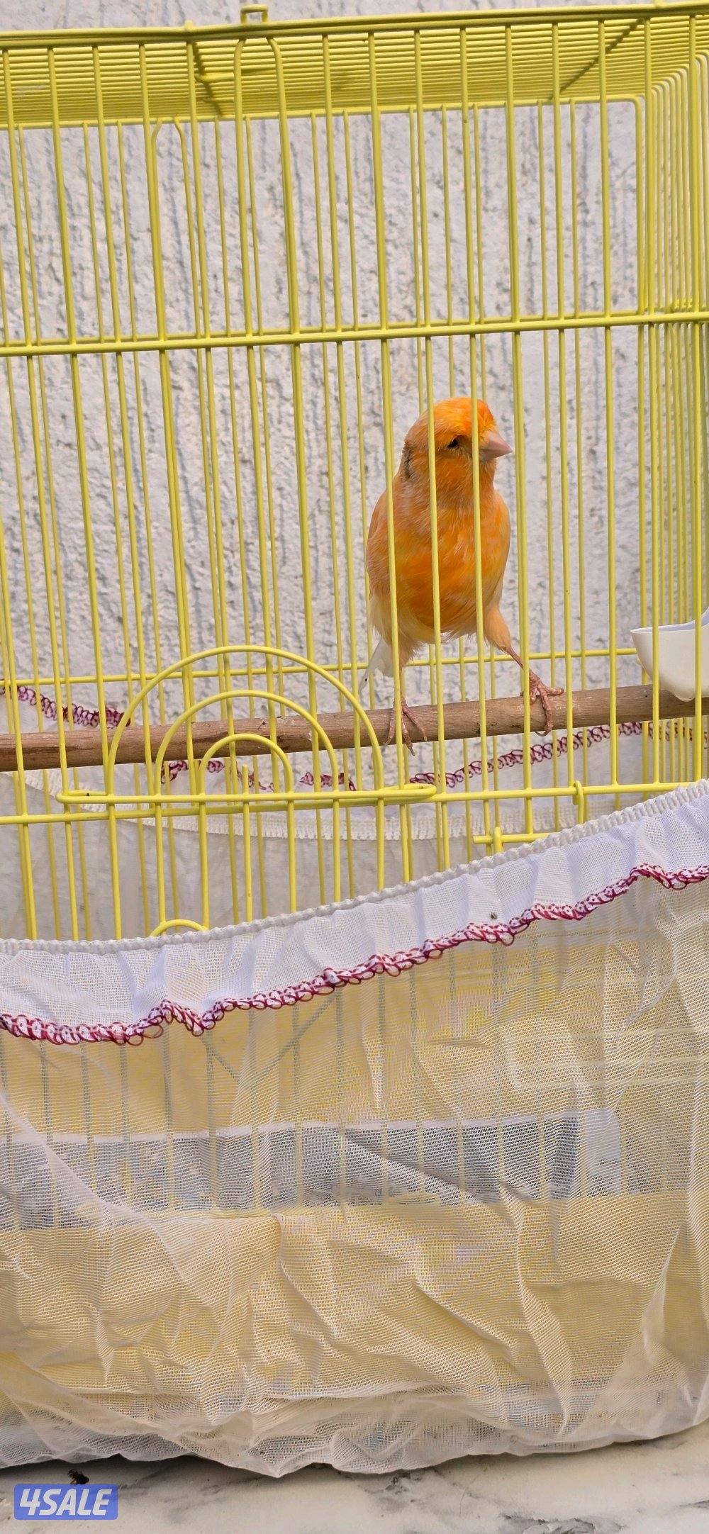 كناري ايراني5