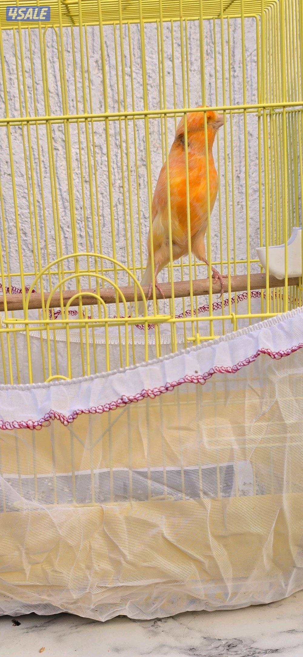 كناري ايراني6