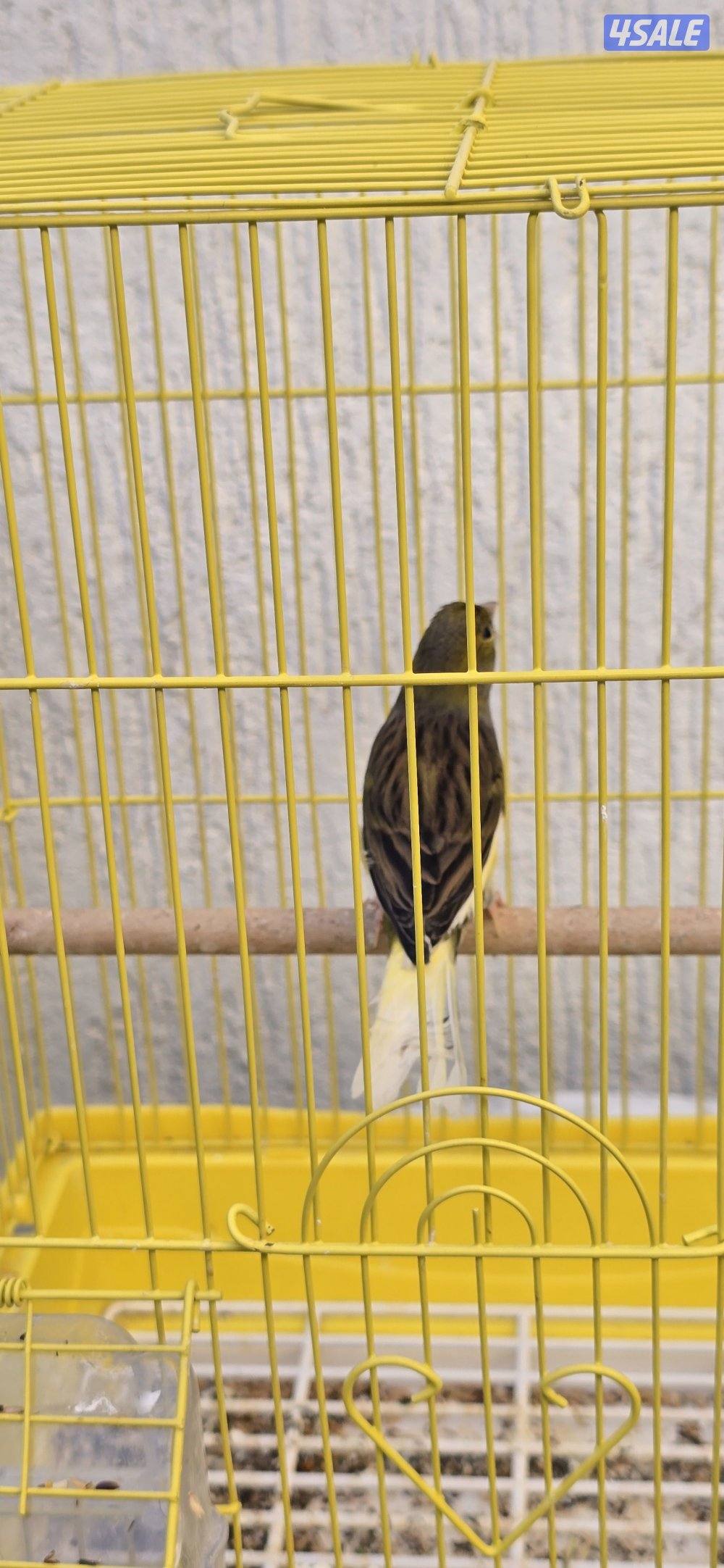 كناري ايراني7